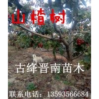山楂樹 梨樹苗