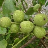 合肥8518核桃苗木、洛林苗圃、8518核桃苗木培育基地