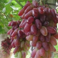 魯粒大棚葡萄苗|弗雷無核葡萄|弗雷無核葡萄生產(chǎn)廠家