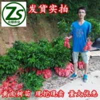 黃皮樹苗、雞心黃皮、無核黃皮