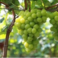 黑芭拉蒂葡萄,魯粒大棚葡萄苗,黑芭拉蒂葡萄生產(chǎn)商