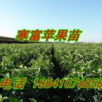 寒富蘋(píng)果苗—批發(fā)2刀寒富蘋(píng)果苗