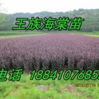 王族海棠苗/現(xiàn)起王族海棠苗