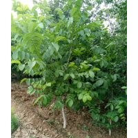 2-5公分核桃樹，蘋果樹，梨樹，山毛桃樹等