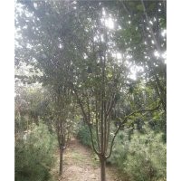 海棠園林_青州海棠_星衛(wèi)海棠(多圖)