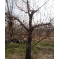 急售:低價拋售12-30公分蘋果樹，量大！