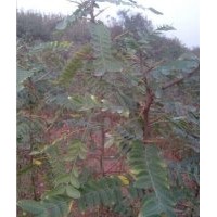 培植皂角苗,晉城皂角苗,洛陽李鐵梁苗木