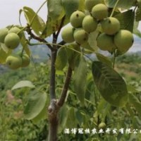 核桃苗哪里有賣的？