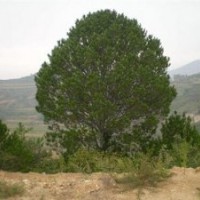 白皮松樹|白皮松|瀅涵苗木中心(多圖)