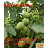 核桃苗栽植一畝地栽植多少株