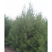 油桃苗，梨樹(shù)苗，蘋(píng)果苗，板栗苗，棗樹(shù)苗，柿子苗