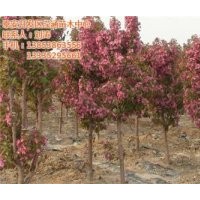 北美海棠品種、北美海棠、瀅涵苗木中心(圖)