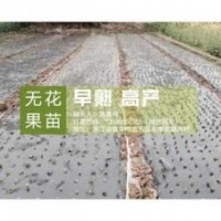 無(wú)花果苗_<惠星農(nóng)場(chǎng)>_金華無(wú)花果苗種哪家好