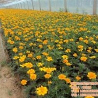 上海草花_合勝花卉_草花批發(fā)