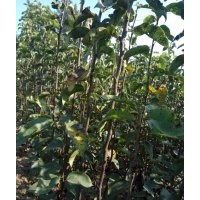 黃金梨 皇冠 玉露 秋月