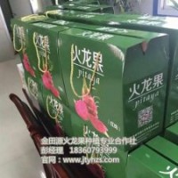 金田源火龍果苗頗享盛譽|火龍果苗|火龍果苗批發(fā)價
