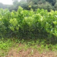 紐荷爾臍橙苗紅肉臍橙苗紅橘苗紅桔苗枳殼苗枸橘苗大量出售中