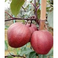 紅梨苗，全紅梨苗，奧紅一號紅梨苗，早酥紅梨苗