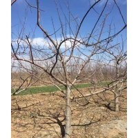 出售3公分蘋果樹，3公分蘋果樹價格