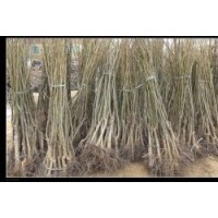 保定地區(qū)出售嫁接核桃苗