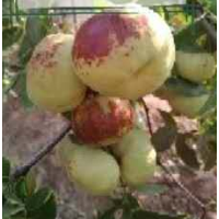 蟠棗接穗優(yōu)種棗樹苗木運(yùn)城臨猗