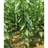 大量供應(yīng)櫻桃樹山東煙臺苗圃現(xiàn)挖