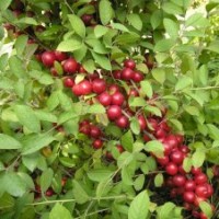 農(nóng)大鈣果苗，中華鈣果苗，遼寧鈣果苗