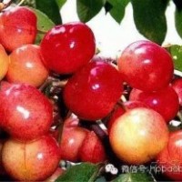 出售吉塞拉大櫻桃樹苗