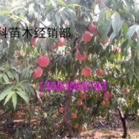 5公分6公分桃樹大量出售