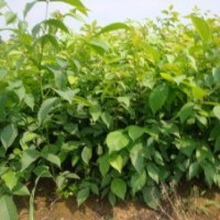 我基地有核桃實(shí)生苗200萬(wàn)株，成品苗50萬(wàn)株