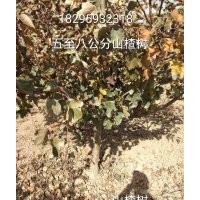 山楂樹(shù)出售、6公分8公分10公分山楂樹(shù)大量