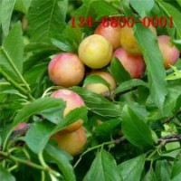 李子苗大量出售-1公分2公分3公分清脆李子樹苗