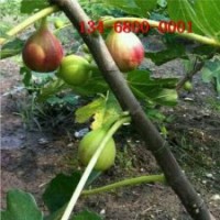 現(xiàn)貨出售波姬紅無花果苗、青皮無花果苗批發(fā)價格
