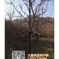 供應(yīng)河北保定10公分12公分15公分20公分柿子樹 包上車 價(jià)格合理