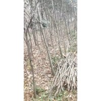 米徑4公分柿子樹嫁接過的帶土球上車25元