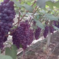 供應夏黑葡萄苗