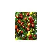  沾化冬棗棗樹苗，國光棗樹苗，雪棗棗樹苗，中華駿棗，