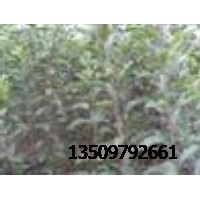 蘋果苗批發(fā)//嫁接蘋果苗直銷//蘋果苗基地