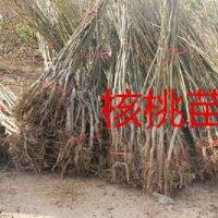 核桃樹(shù)苗種植，果樹(shù)苗批發(fā)，哪里果樹(shù)苗