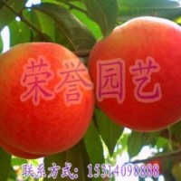 桃苗價格-直供桃苗-桃苗品種