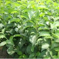 廠家批發(fā)優(yōu)良品種蘋(píng)果苗 實(shí)生蘋(píng)果苗 當(dāng)年結(jié)果優(yōu)質(zhì)矮化蘋(píng)果樹(shù)苗