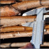 大規(guī)格李子苗批發(fā)，李子苗基地，李子苗品種有保證