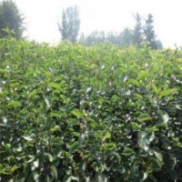 本苗木基地長(zhǎng)期供應(yīng)晚秋黃梨苗