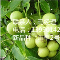 四川新品種核桃苗，川早2號(hào)種植地區(qū)，核桃樹(shù)苗種植密度