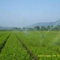 藍莓苗、藍莓大樹出售