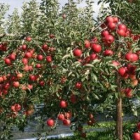 中秋王蘋果苗，富士王蘋果苗，煙富3蘋果苗，煙富6蘋果苗