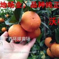 供應沃柑苗 廣西沃柑 黃金柑 品種優(yōu)良 無病毒