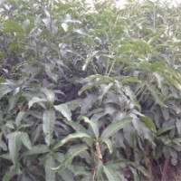 臺(tái)灣（臺(tái)農(nóng)5號(hào)）芒果苗