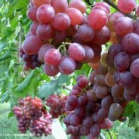 金田玉指葡萄苗，維多利亞葡萄苗，夏黑葡萄苗