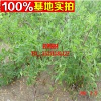 棗樹苗 大冬棗 棗樹品種多、價格低